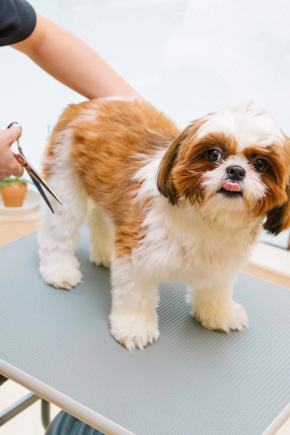 ドッグサロンWITH(ウィズ)中野店トリミングの写真