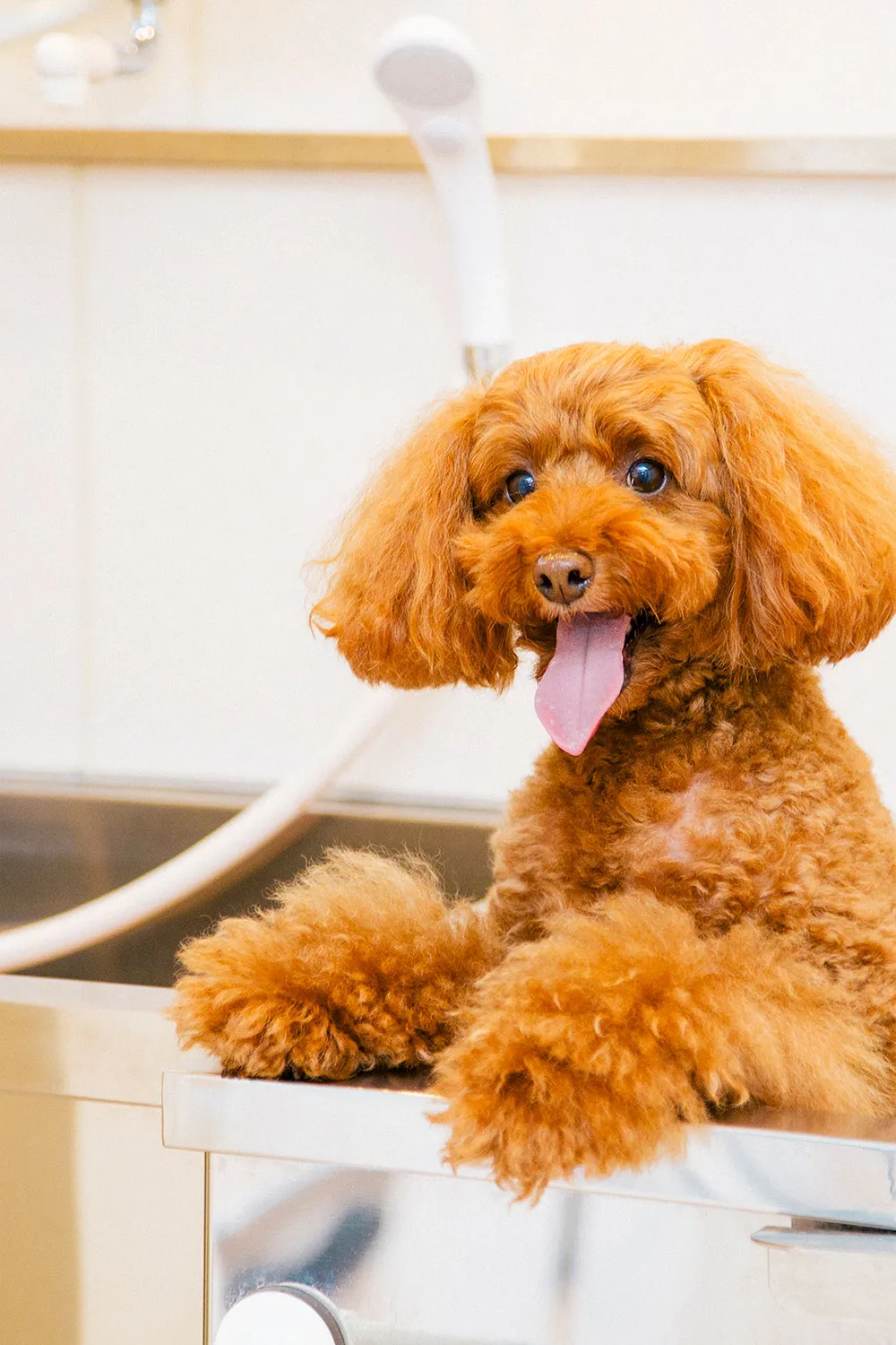 ドッグサロンWITH(ウィズ)中野店トリミングの写真