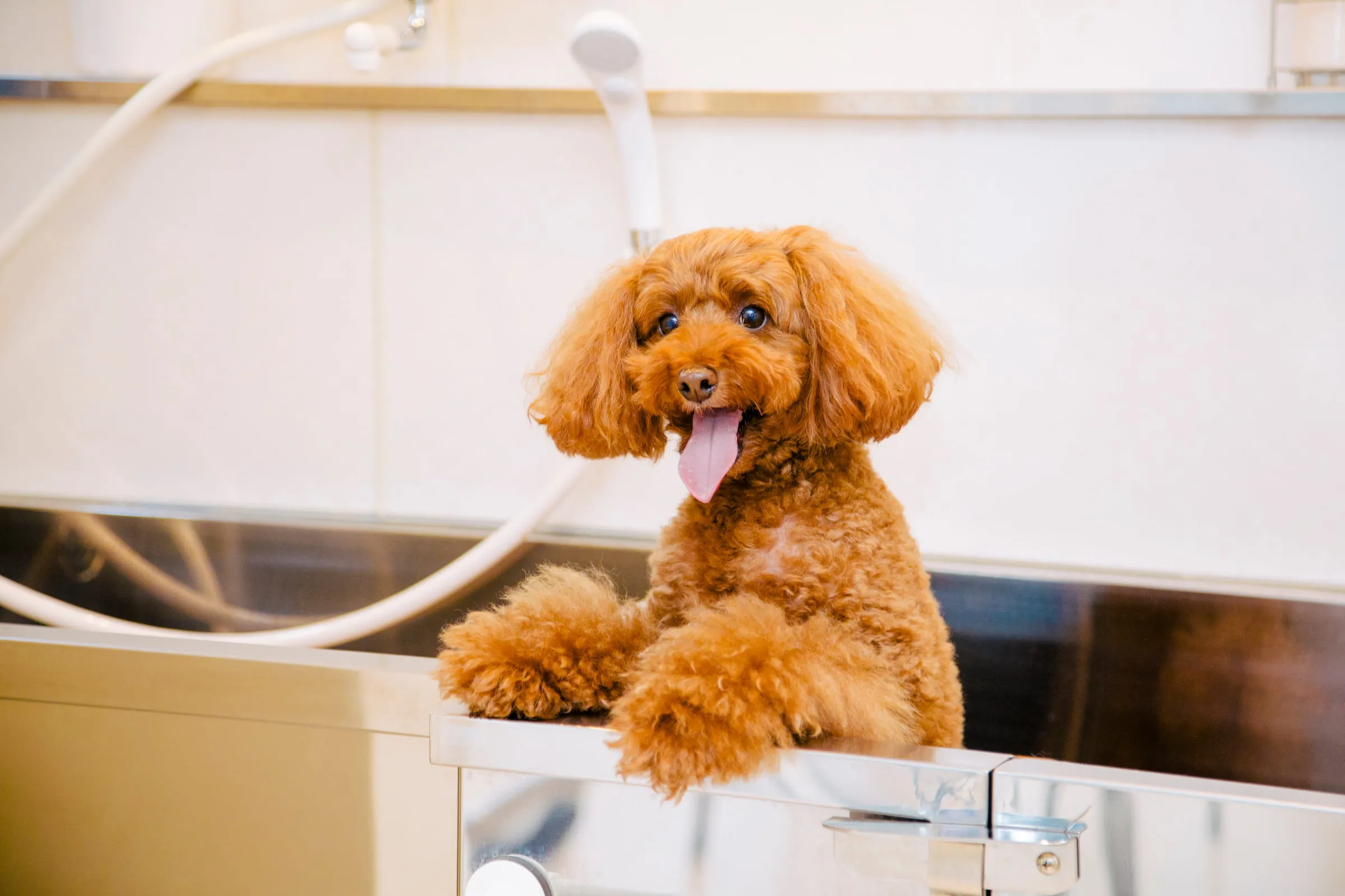 ドッグサロンWITH(ウィズ)中野店の店内画像4