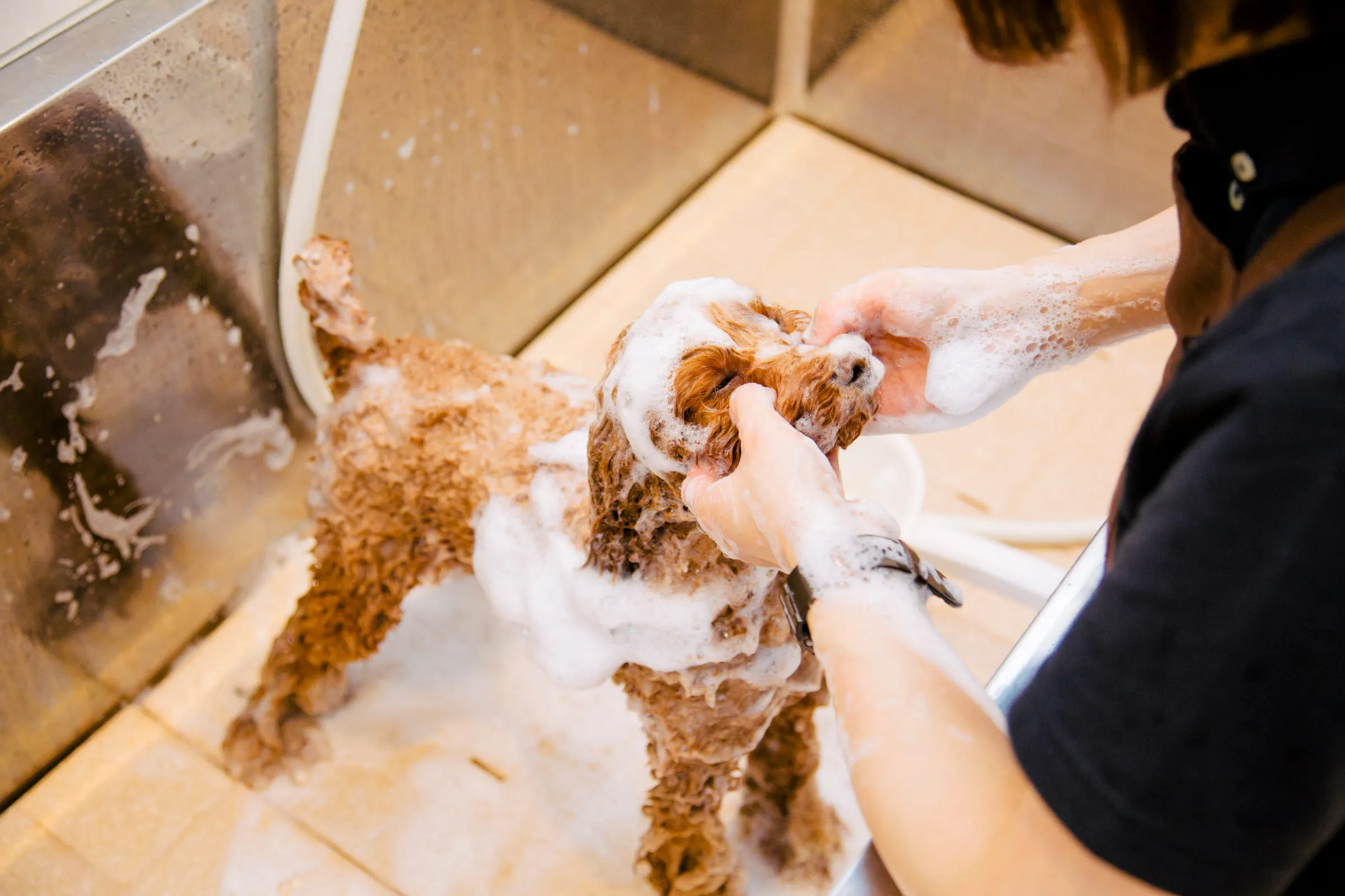 ドッグサロンWITH(ウィズ)中野店の店内画像5