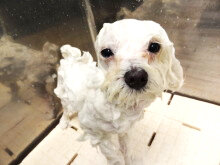 トリミングの主な手順 04 シャンプー