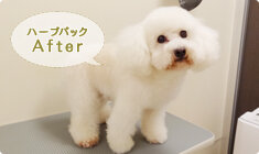 オーガニックハーブパック 03 日々のお手入れが楽ちんに